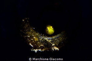 Gold goby in bottle .
Lembhe strait Indonesia by Marchione Giacomo 